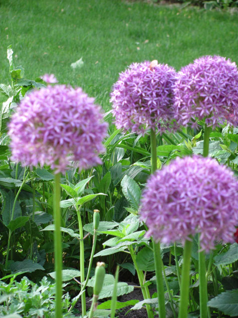 Gardner's Garden Photo 3