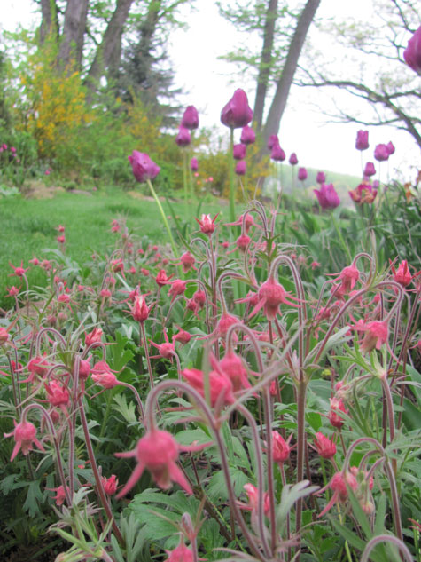 Gardner's Garden Photo 5