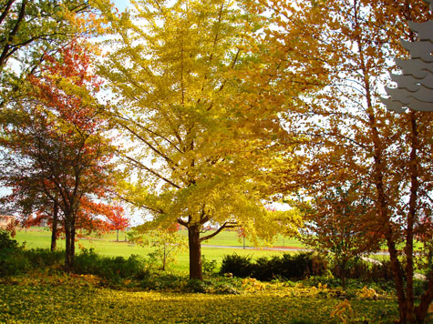 Gardner's Garden Photo 7