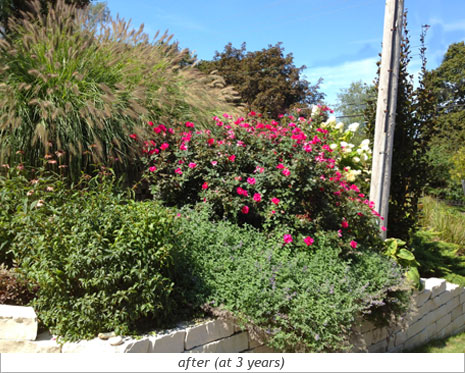 Hillside Beauty: After Photo 6